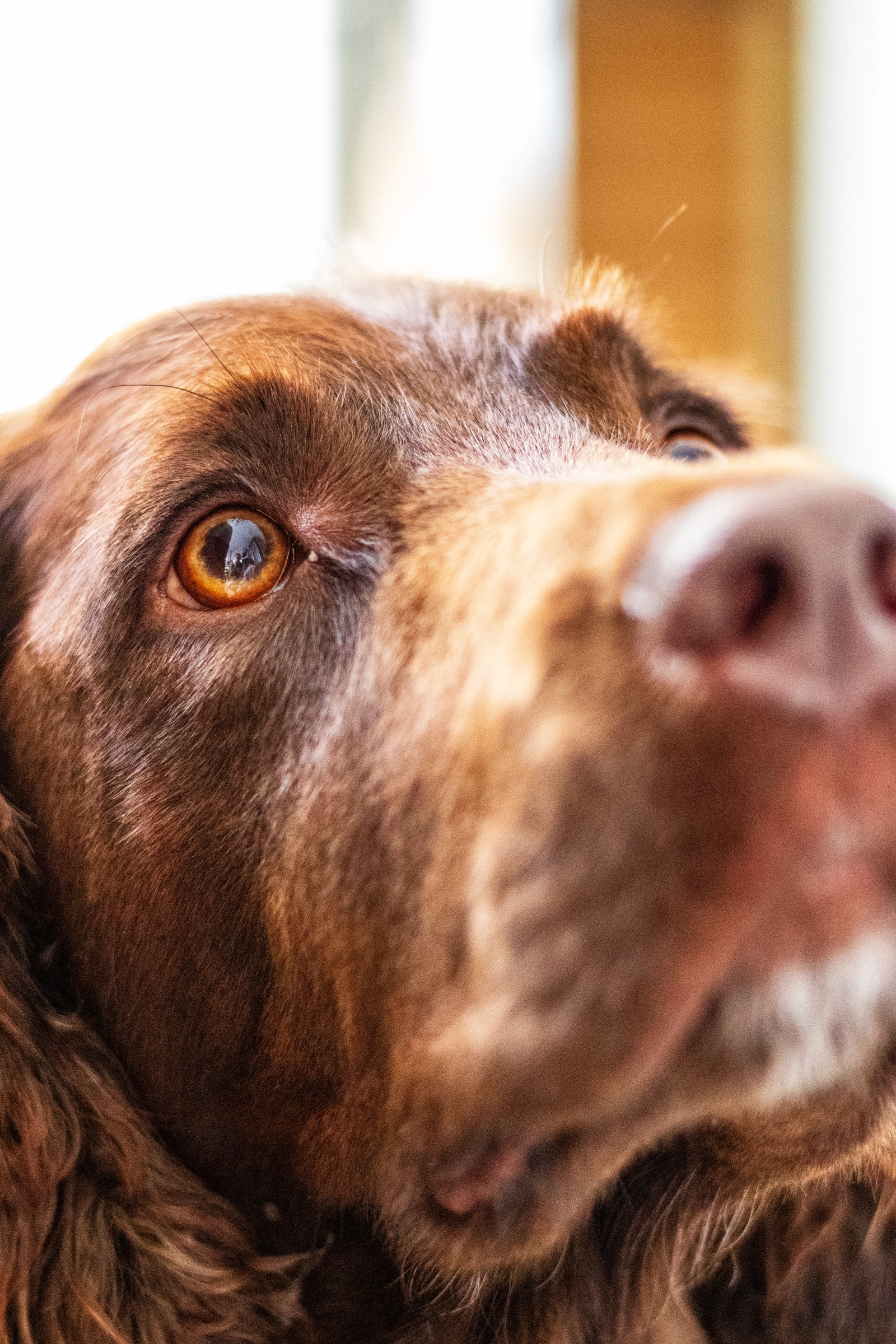 Dog at home — family moment